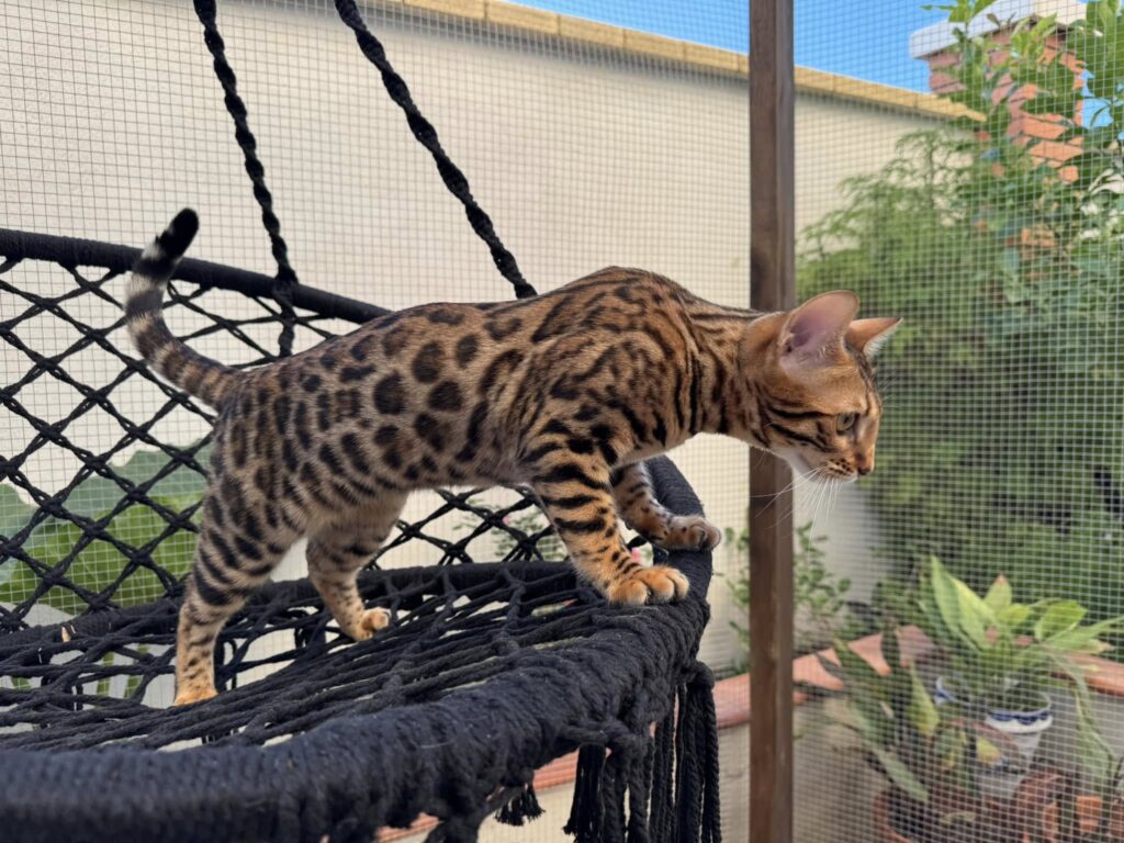 El gato bengalí