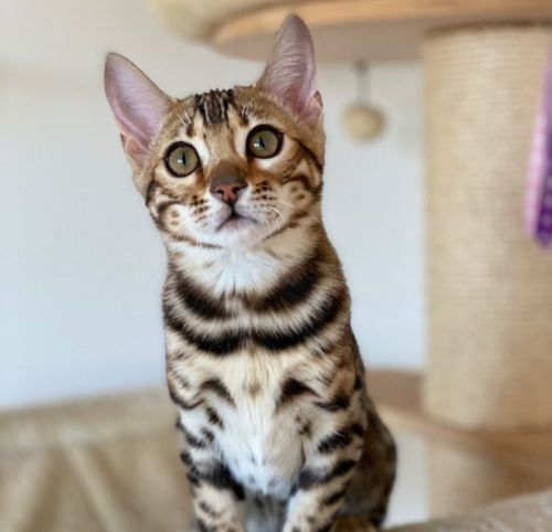 Familia Bensavage Bengal
