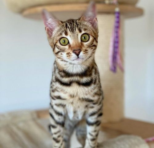 Familia Bensavage Bengal