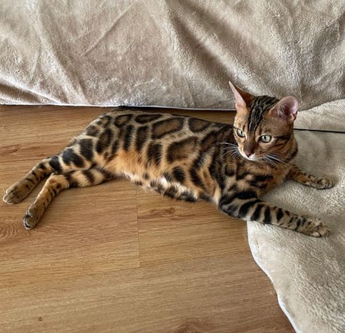 Familia Bensavage Bengal