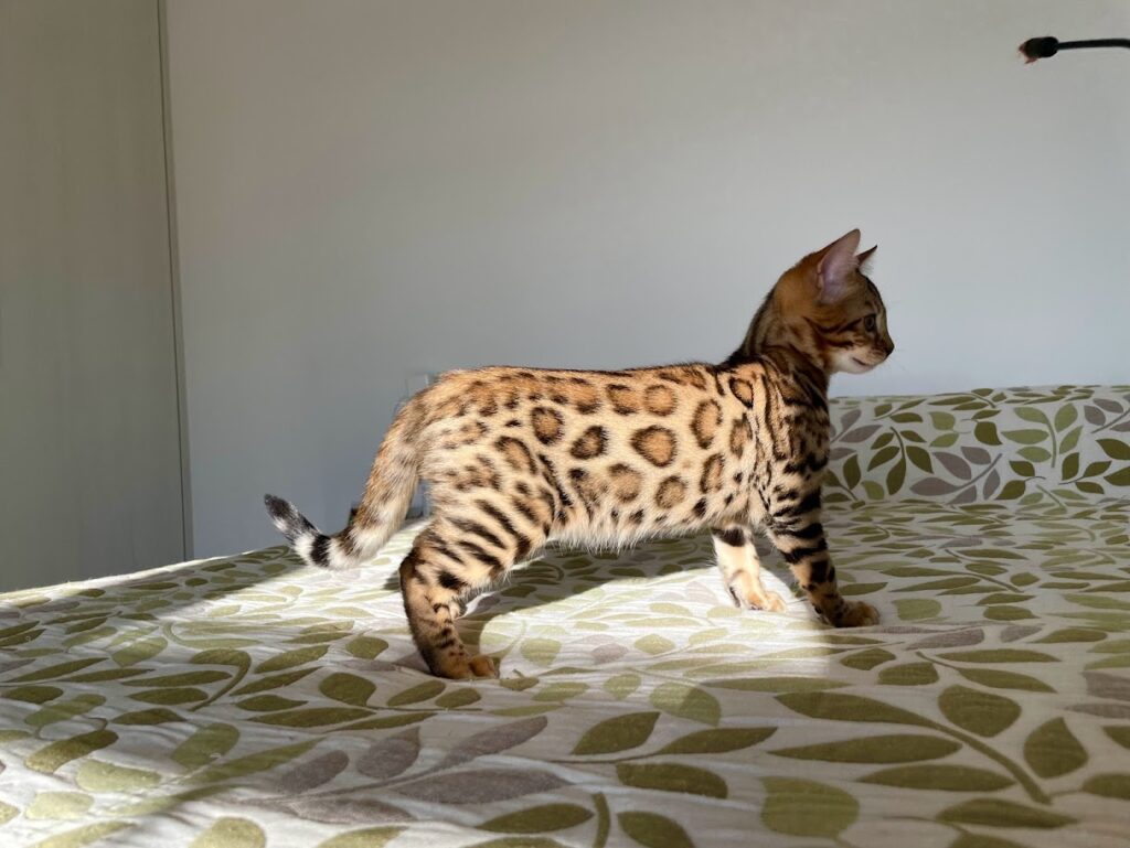 El fuzzy en el gato bengalí