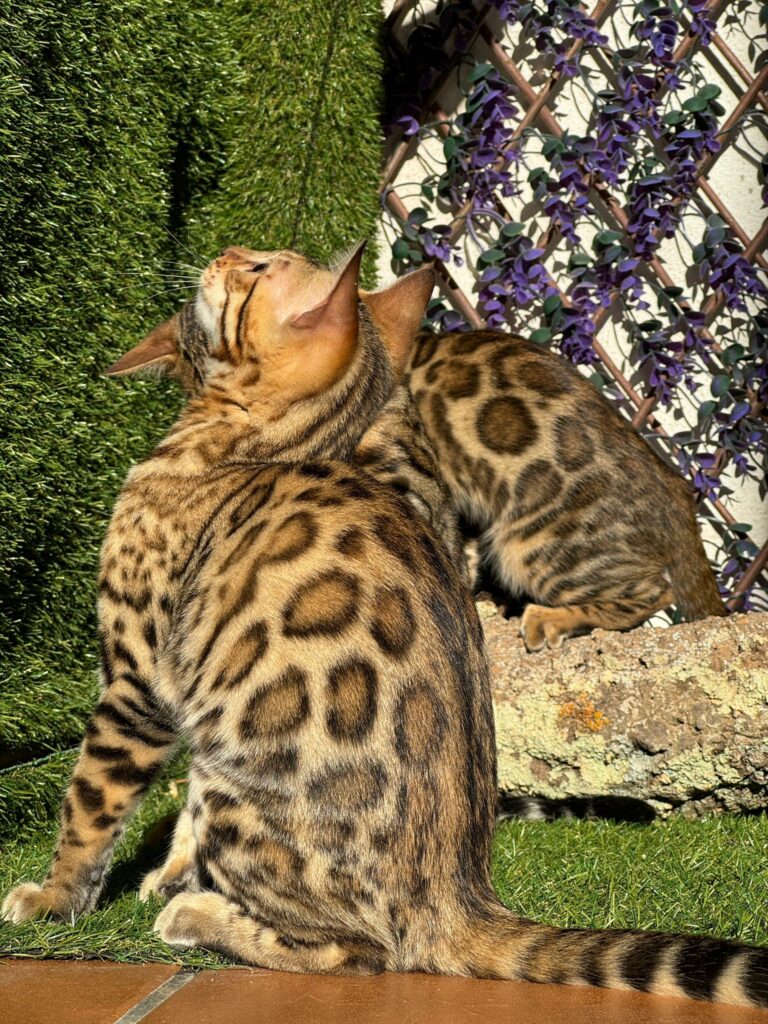 El fuzzy en el gato bengalí