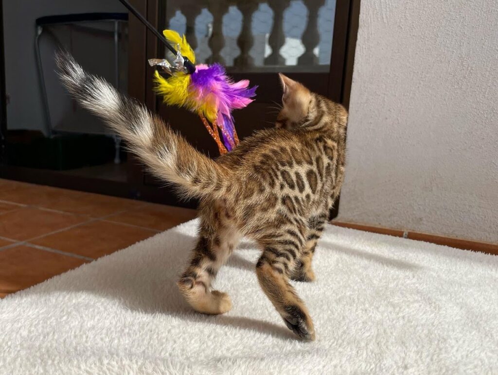 El fuzzy en el gato bengalí
