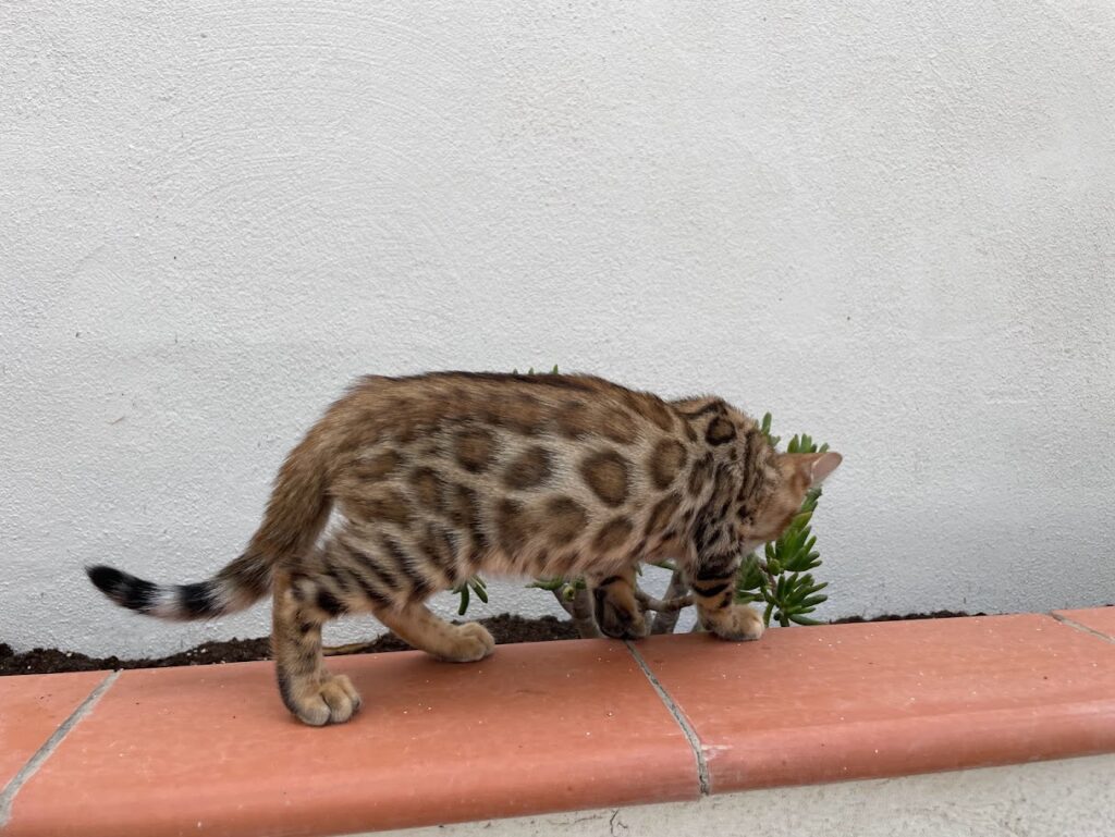 El fuzzy en el gato bengalí
