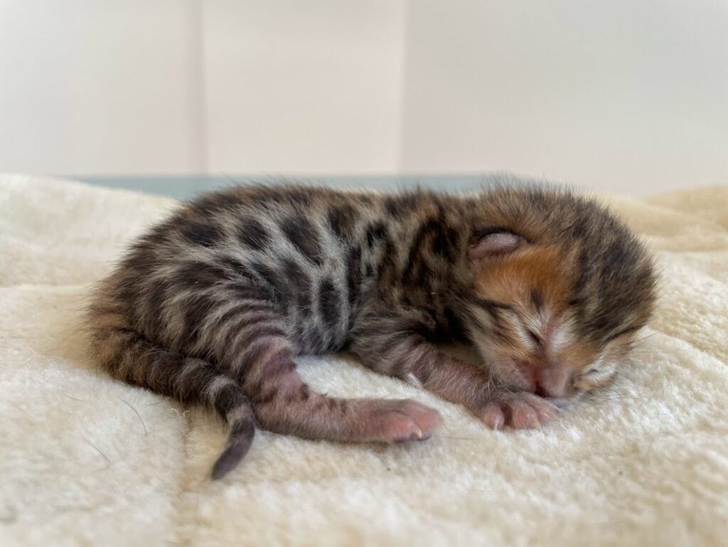 El fuzzy en el gato bengalí
