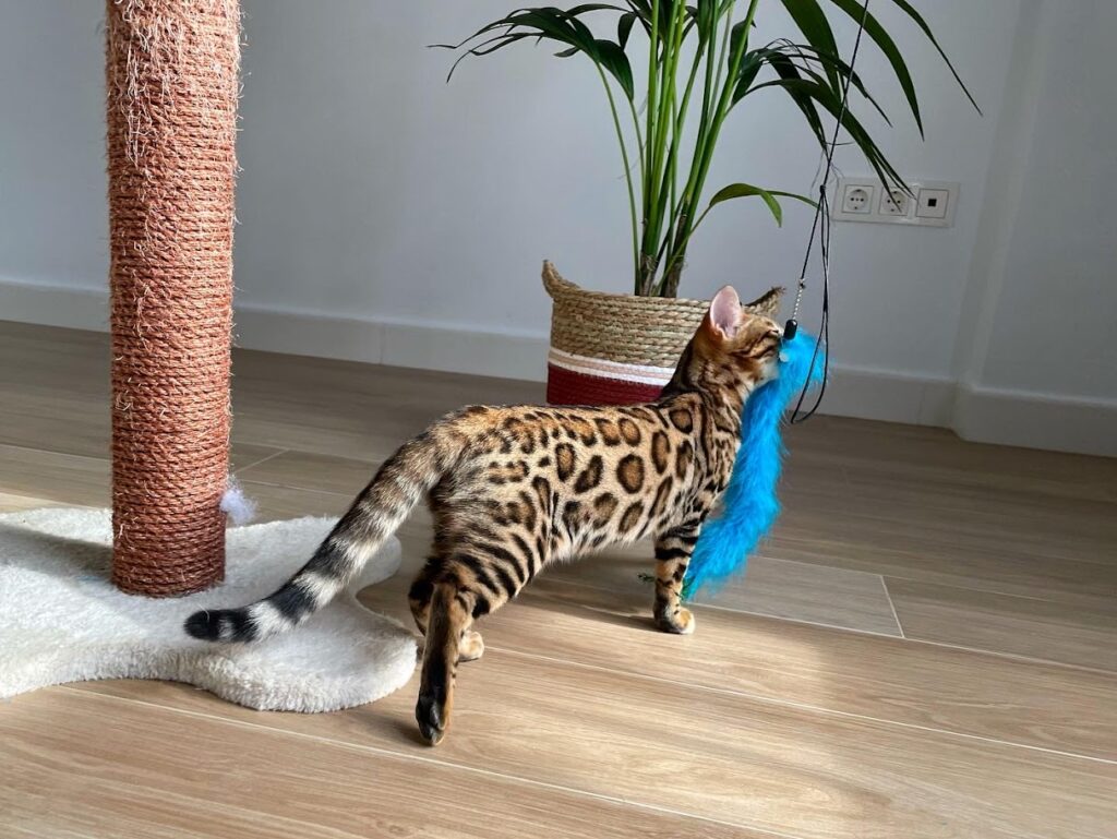 El fuzzy en el gato bengalí