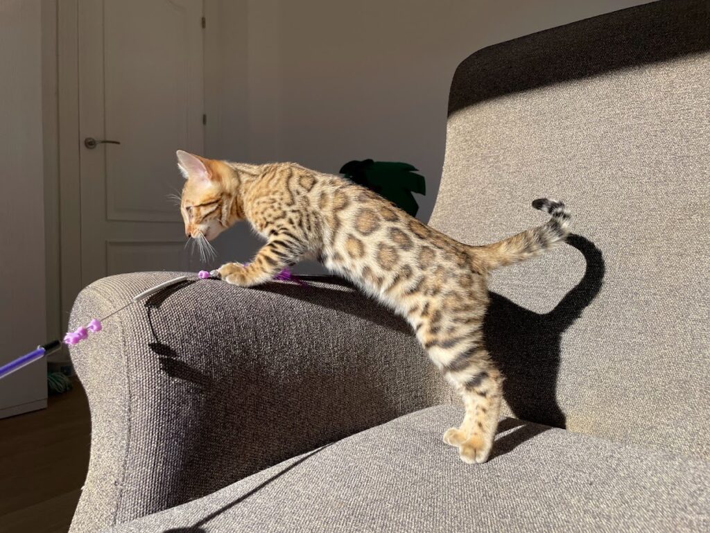 El fuzzy en el gato bengalí