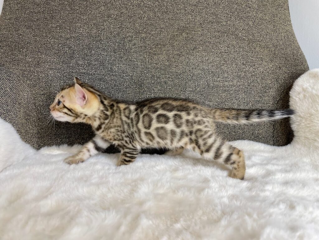 El fuzzy en el gato bengalí