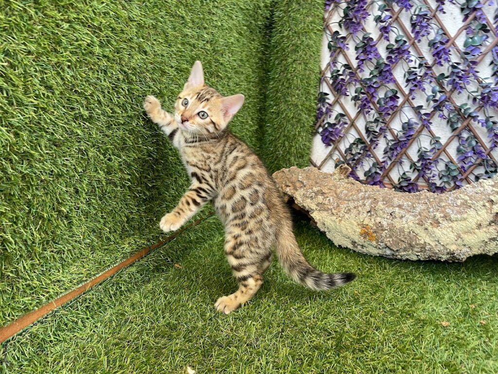 El fuzzy en el gato bengalí
