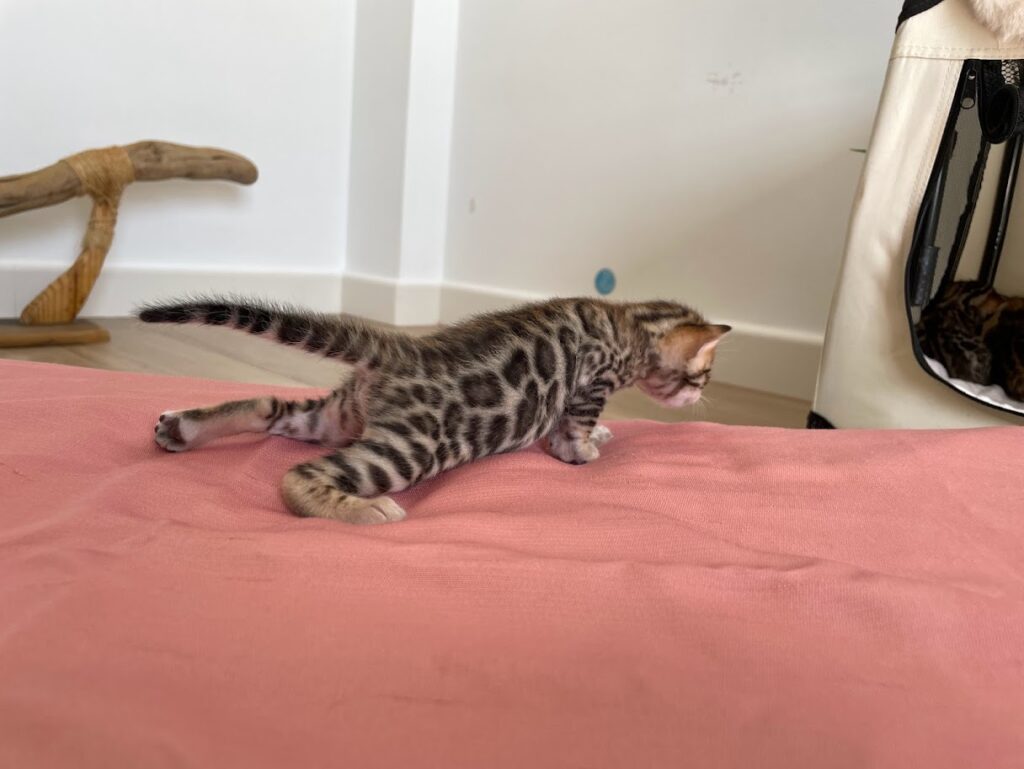 El fuzzy en el gato bengalí