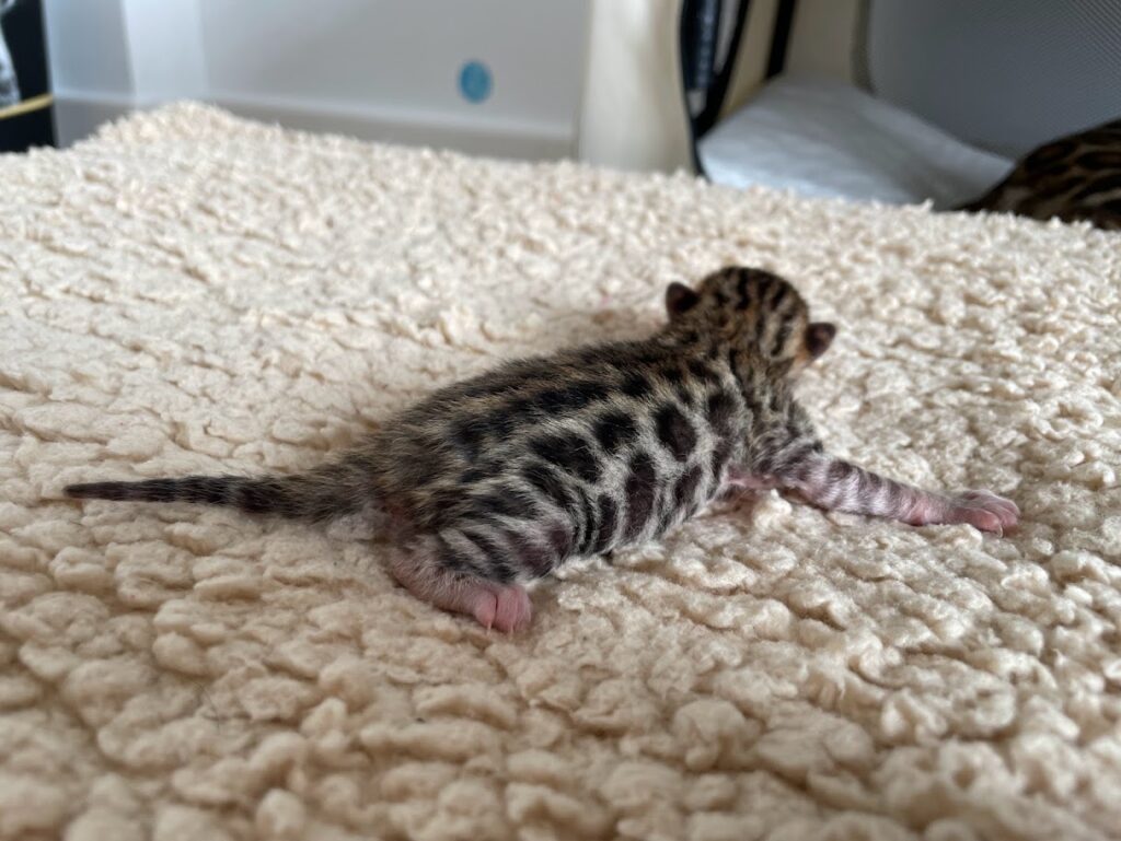 El fuzzy en el gato bengalí