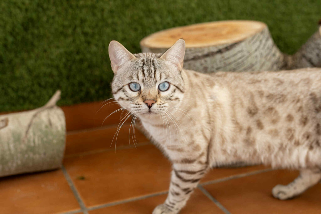 Familia Bensavage Bengal