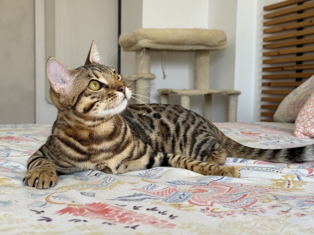 Familia Bensavage Bengal