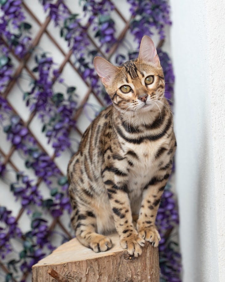 El gato bengalí